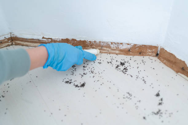 Best Mosquito Control Services  in Berryville, AR